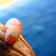 Illustration for article titled Investigators Can Get Your DNA From the Guts of Maggots That Have Fed On You